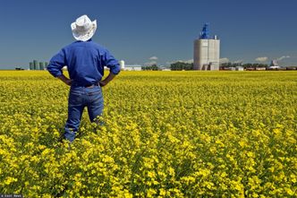 Wojna wywindowała ceny rzepaku. Chiny przywróciły import z Kanady