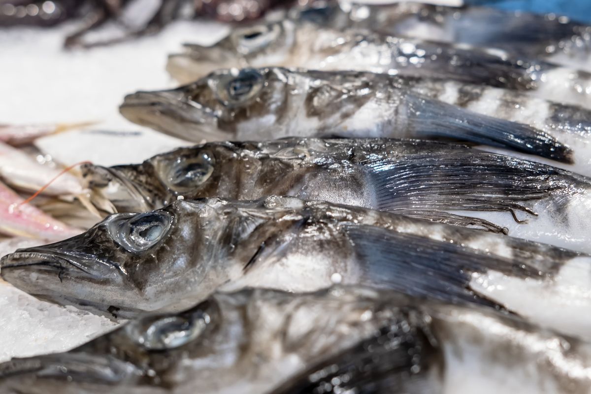 mackerel icefish