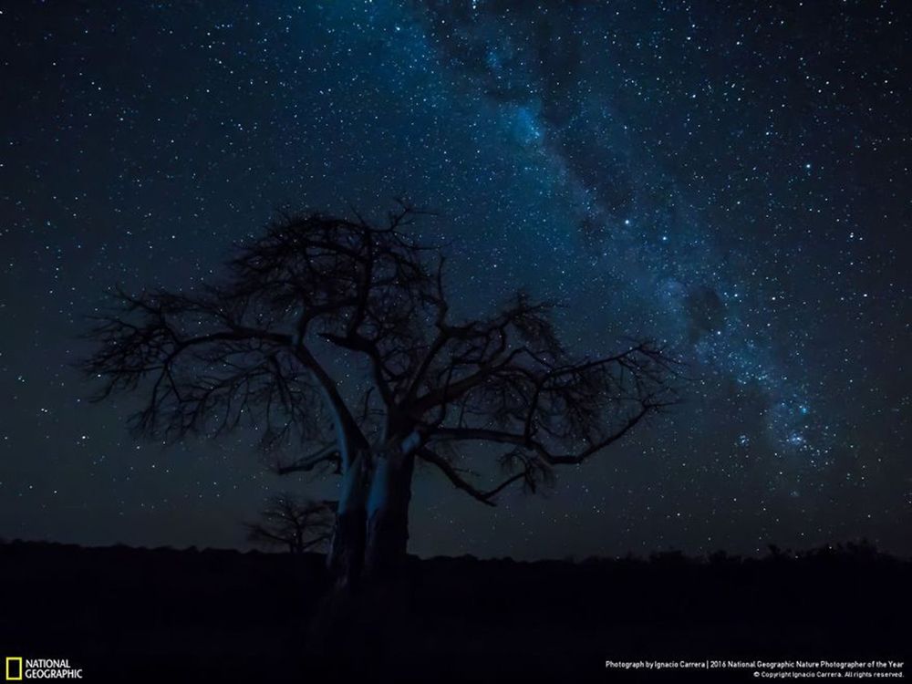 Fotografie natury, która nie przestaje zachwycać. Oto finałowe prace konkursu National Geographic Nature Photographer of the Year 2016 30