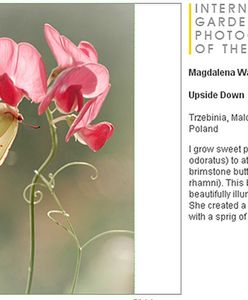 Polka zrobiła zdjęcie roku, dostała nagrodę