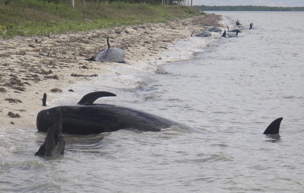 Morze wyrzuciło na wybrzeże Florydy ponad 50 wielorybów