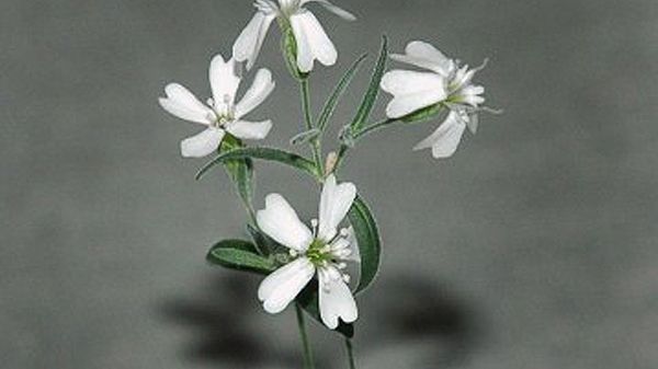 Ta niepozorna roślinka to Silene stenophylla