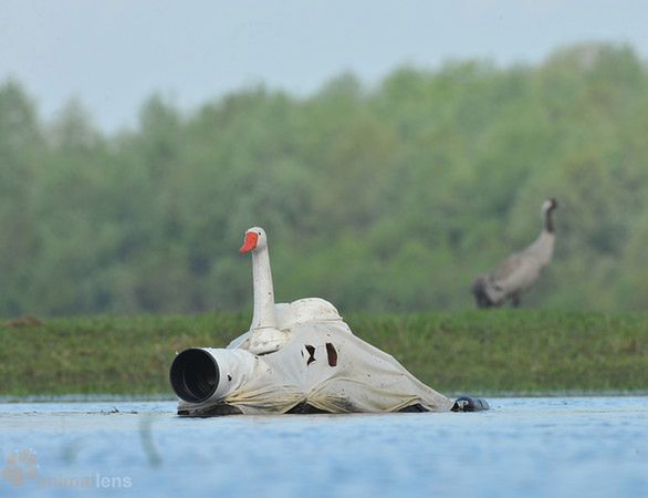Wywiad z fotografem, który przebiera się za ptaki, aby je lepiej sfotografować 2