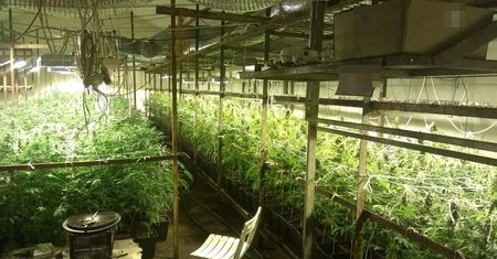 Plantacja marihuany w dawnej pieczarkarni. Przejęto ponad 1,3 tys. krzewów konopi i 5 kg suszu