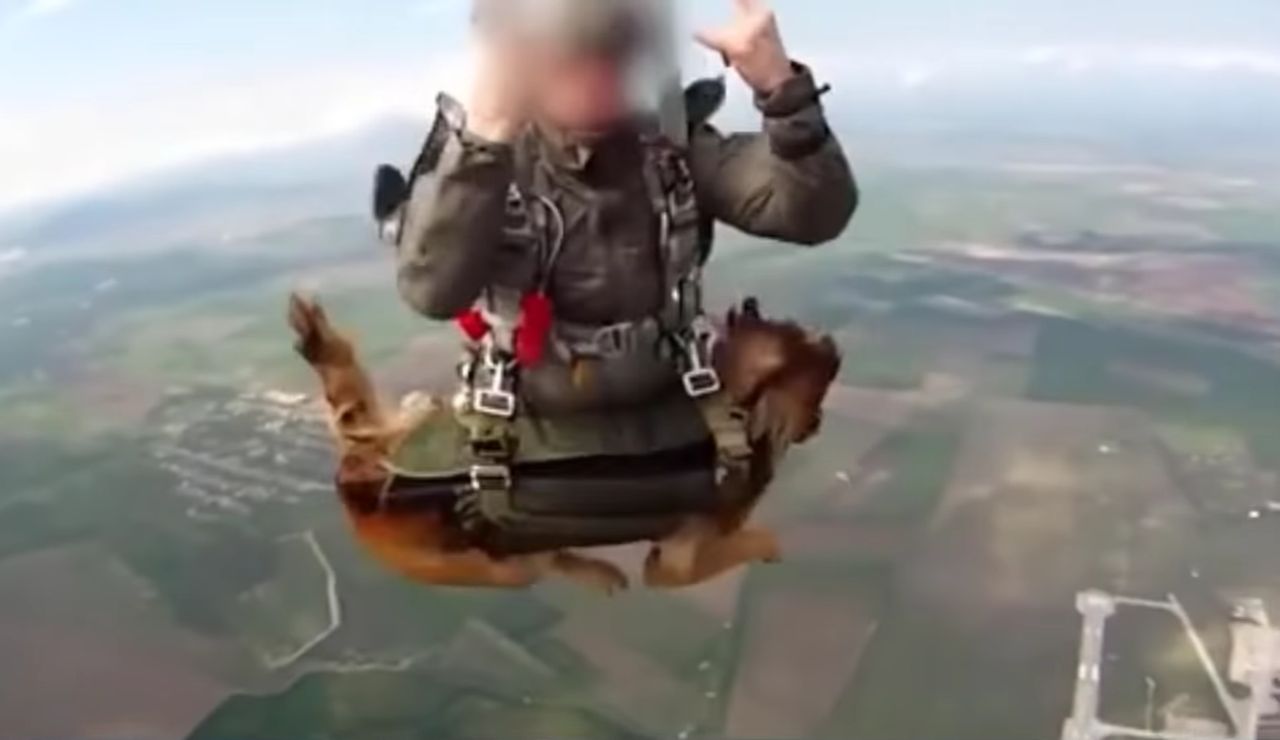 Skoki spadochronowe psów. Rosyjska armia testuje nowy sprzęt - Skoki spadochronowe z psem