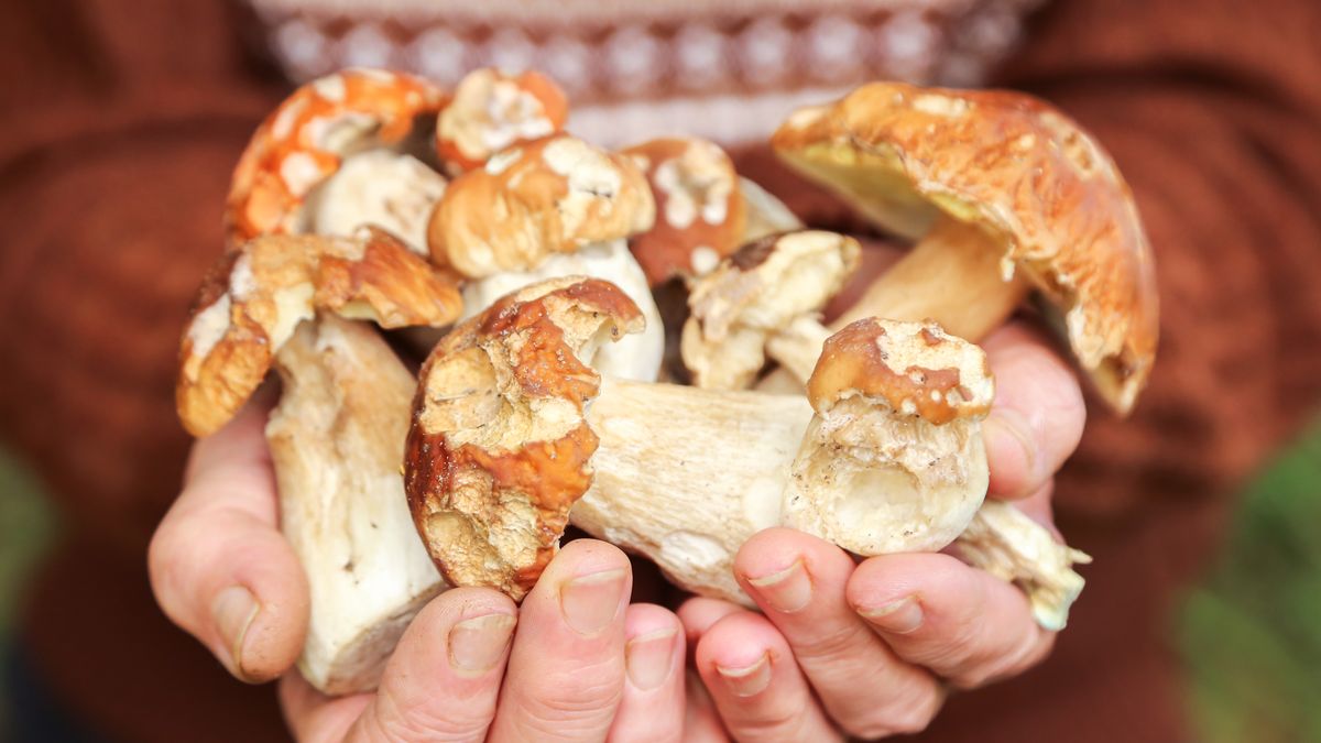 Lekko robaczywe grzyby można jeszcze uratować