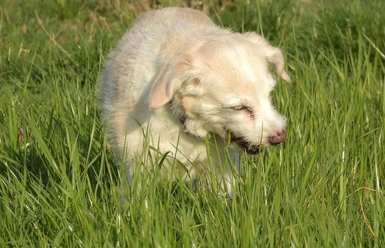Dlaczego pies je trawę?