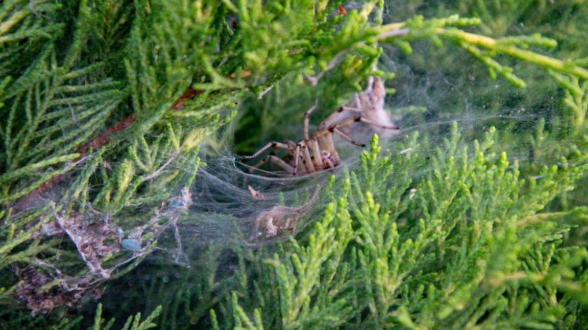 Czy lejkowiec labiryntowy jest groźny?