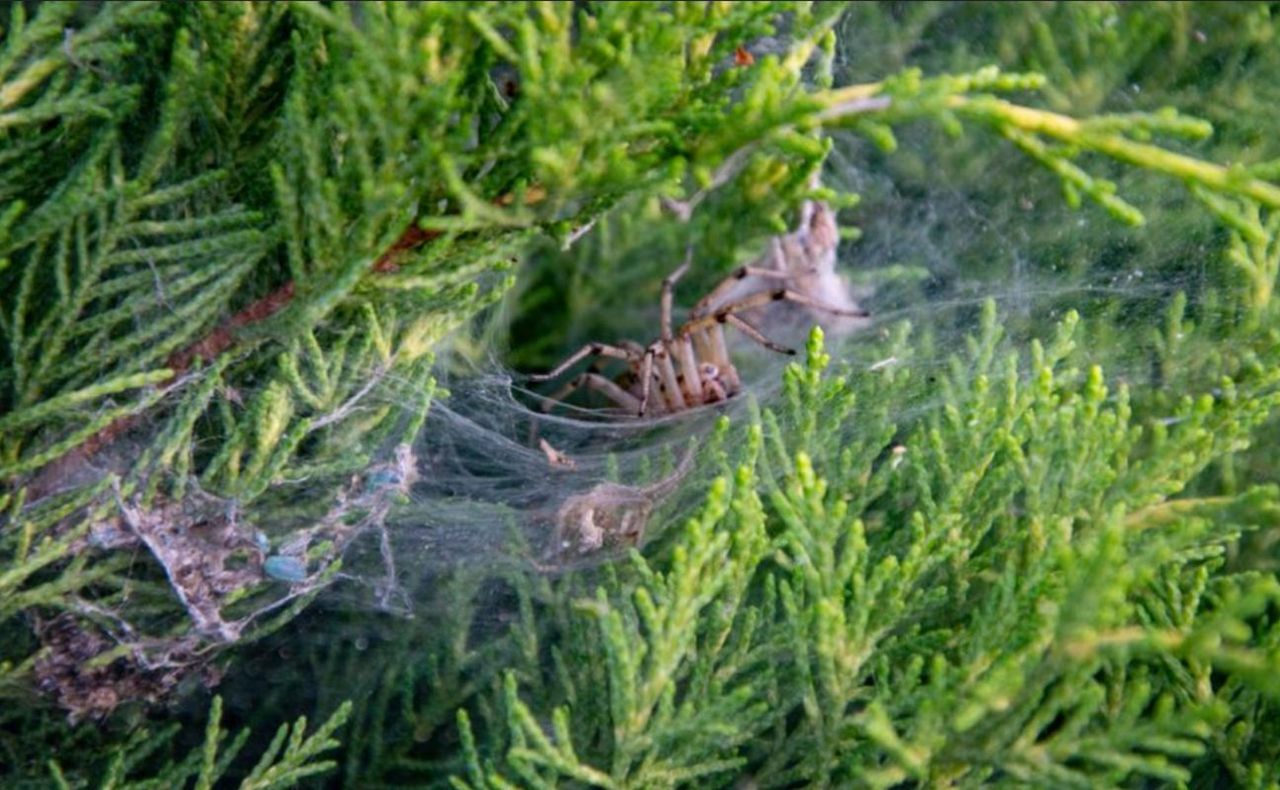Nawet 50 cm średnicy. Nie dotykaj, gdy dostrzeżesz w ogrodzie