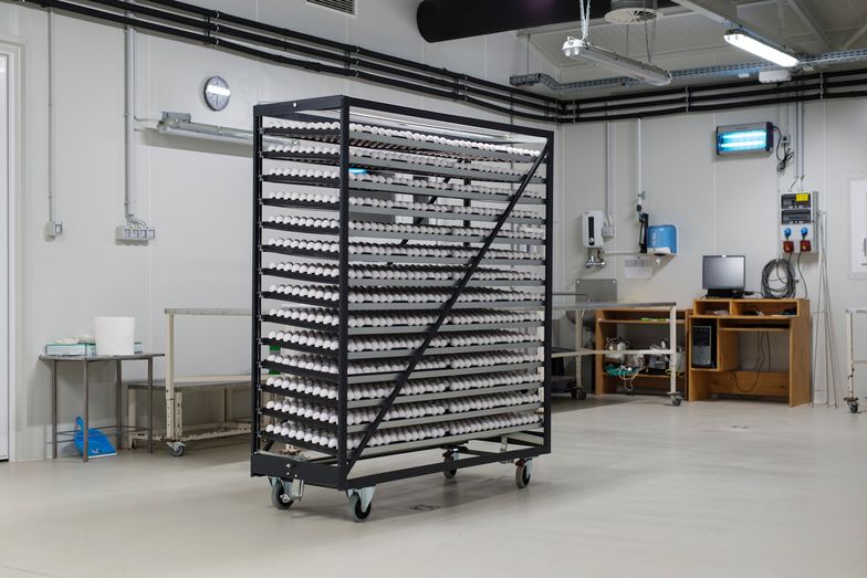 Kury, które ratują nasze życie