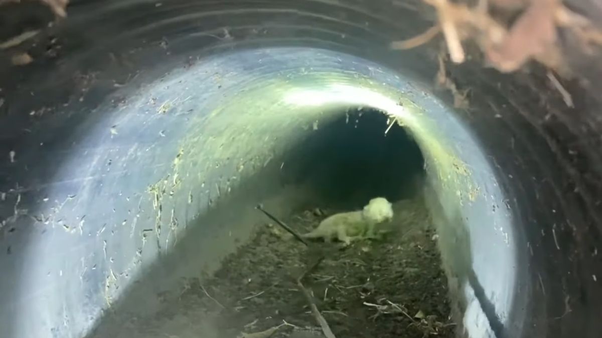 Strażacy i policjanci uratowali dwa kocięta z kanału burzowego