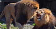 Australia: Lwy rzuciły się na pracowniczkę zoo. 35-latka walczy o życie