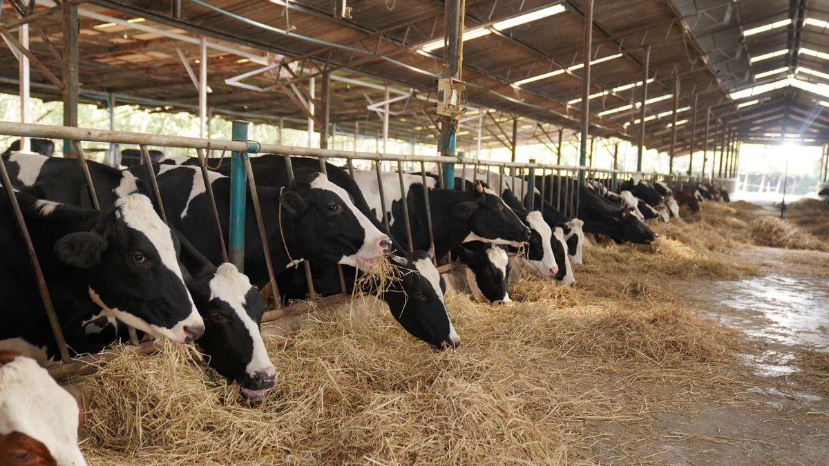 Krowa podczas dojenia staranowała pracownika.