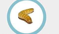 Larwy na talerzu to żywność przyszłości