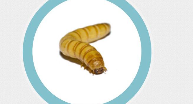 Larwy na talerzu to żywność przyszłości