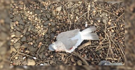 Nastoletni sadyści z Wrocławia. Ekostraż szuka świadków bestialskiego zachowania