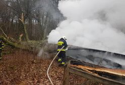 Spłonął "Dąb Rzeczypospolitej". Drzewo miało ok. 500 lat