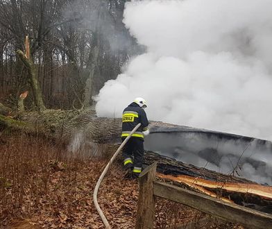Spłonął "Dąb Rzeczypospolitej". Drzewo miało ok. 500 lat