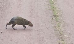 Turystka zaalarmowała leśników. Nie mogli uwierzyć