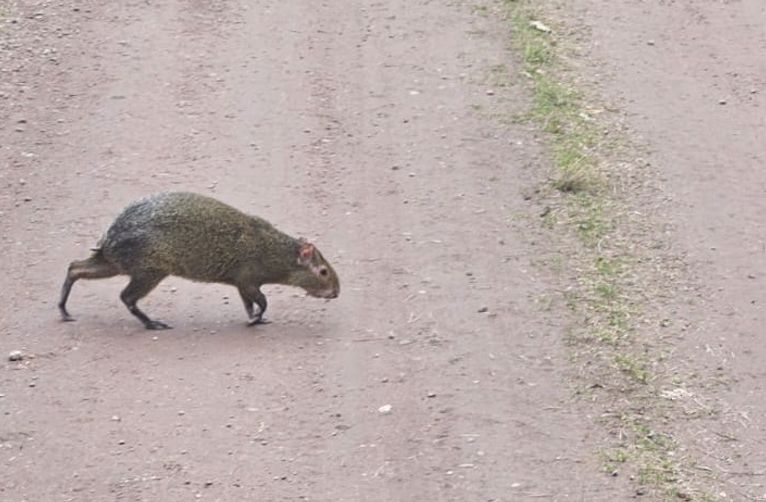 Rzadki okaz w polskim lesie. Turystka zaalarmowała leśników