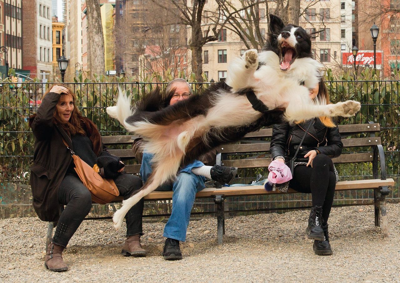 Zdjęcie finalisty konkursu Comedy Pet Photo Awards.