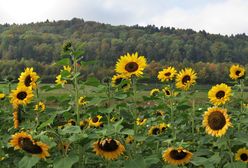 Pogoda na niedzielę. Powrót lata. Na termometrach nawet 23 st. C