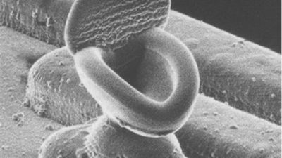 Nanogadżety - najmniejsza toaleta świata 1