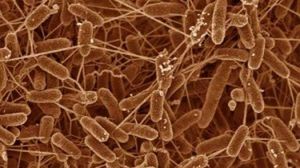 Energia z błota w zasięgu ręki 1