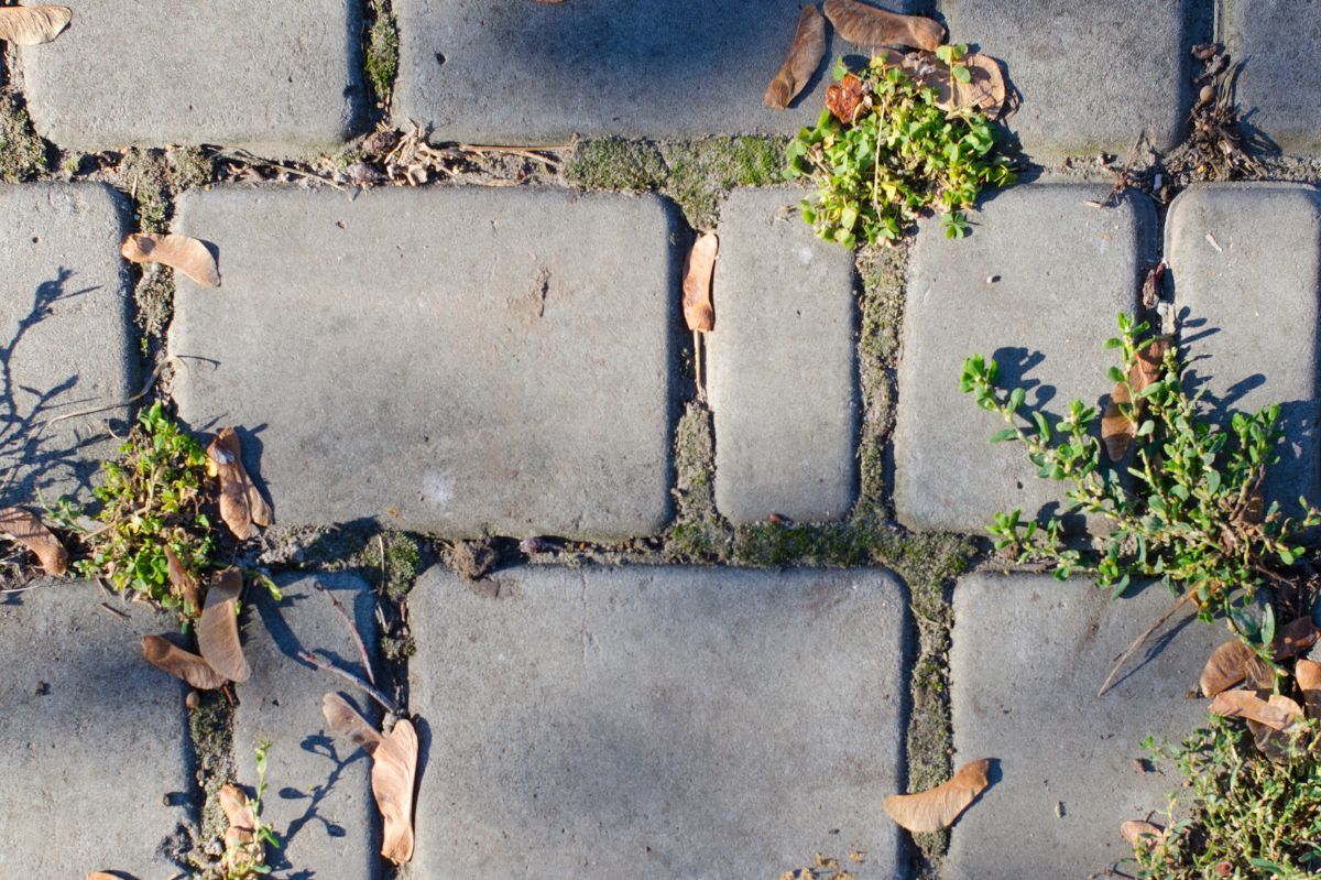 Cleaning paving stones is an important task.