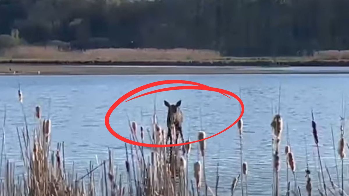 Łoś na mokradłach Kampinoskiego Parku Narodowego