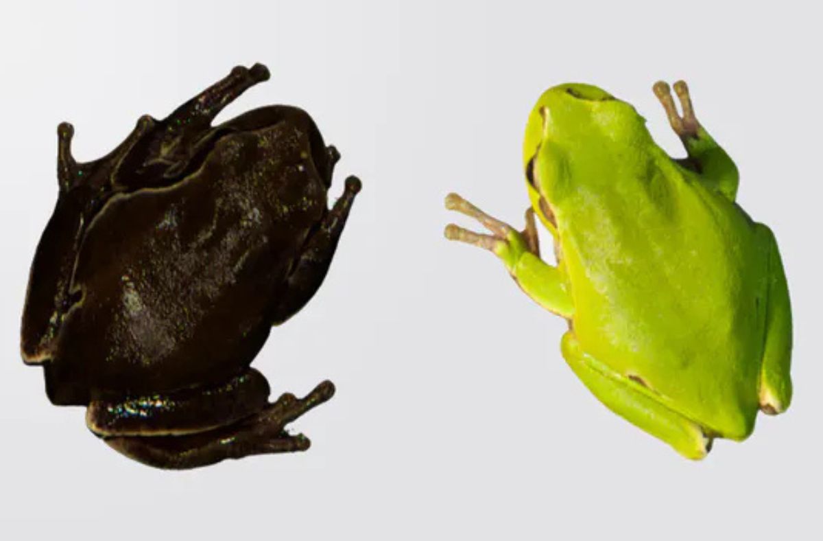 Radiation affected the colour of the frogs.