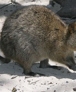 Afera wiewiórkowa w Polsce, quokka w Australii. Zdjęcie tego zwierzaka stało się hitem na całym świecie