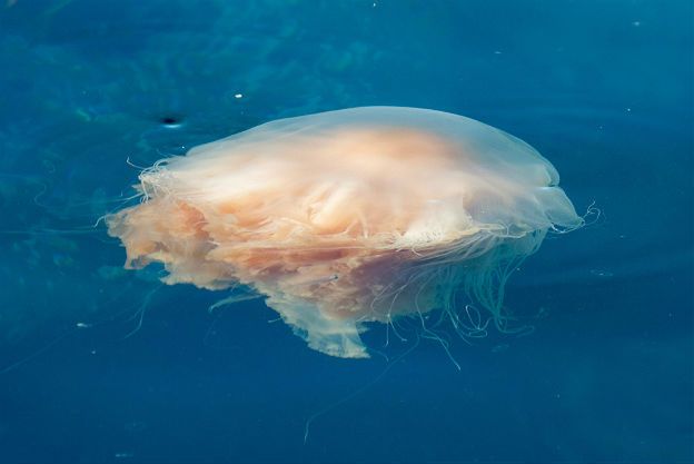 20-letnia niemiecka turystka śmiertelną ofiarą jadowitej meduzy w Tajlandii