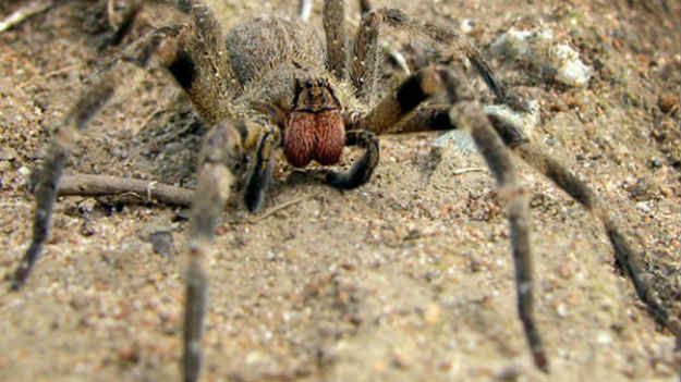 Wałęsak brazylijski jest wpisany do Księgi Rekordów Guinessa jako najbardziej jadowity pająk na świecie