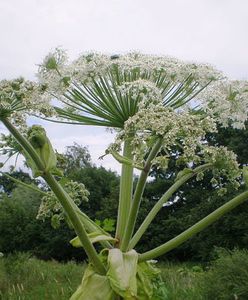 Zmarła kobieta poparzona barszczem Sosnowskiego