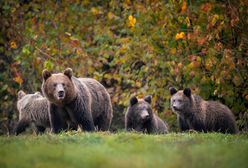 W gawrach rodzą się młode niedźwiedzie. Kiedy pojawią się w lasach?