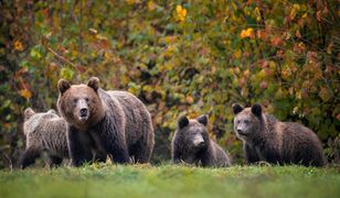 W gawrach rodzą się młode niedźwiedzie. Kiedy pojawią się w lasach?