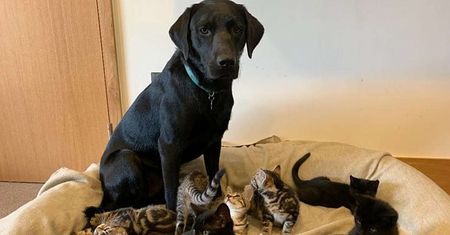 Labrador zaopiekował się kociętami. Te zdjęcia są słodsze od lukru
