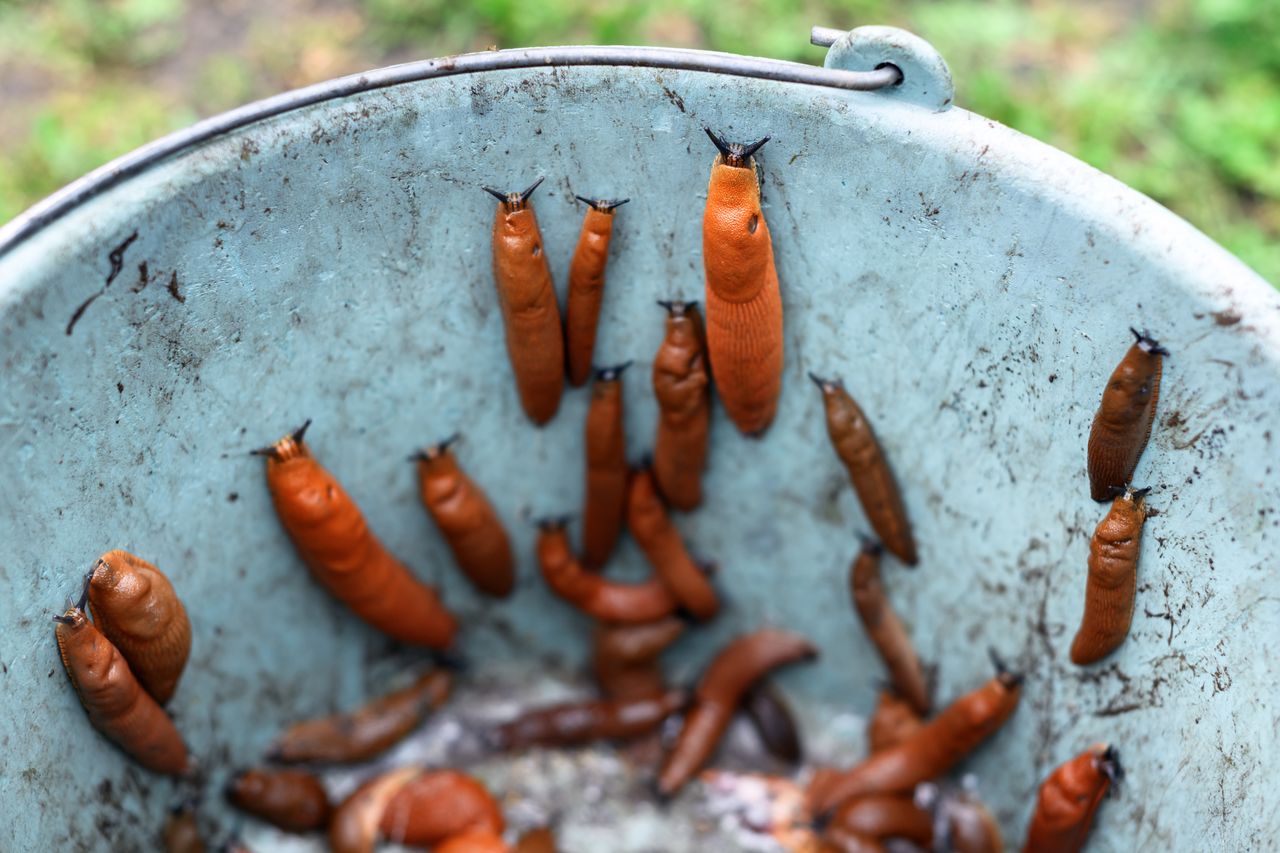 W Polsce jest ich zatrzęsienie. Nie wszyscy wiedzą, co roznoszą