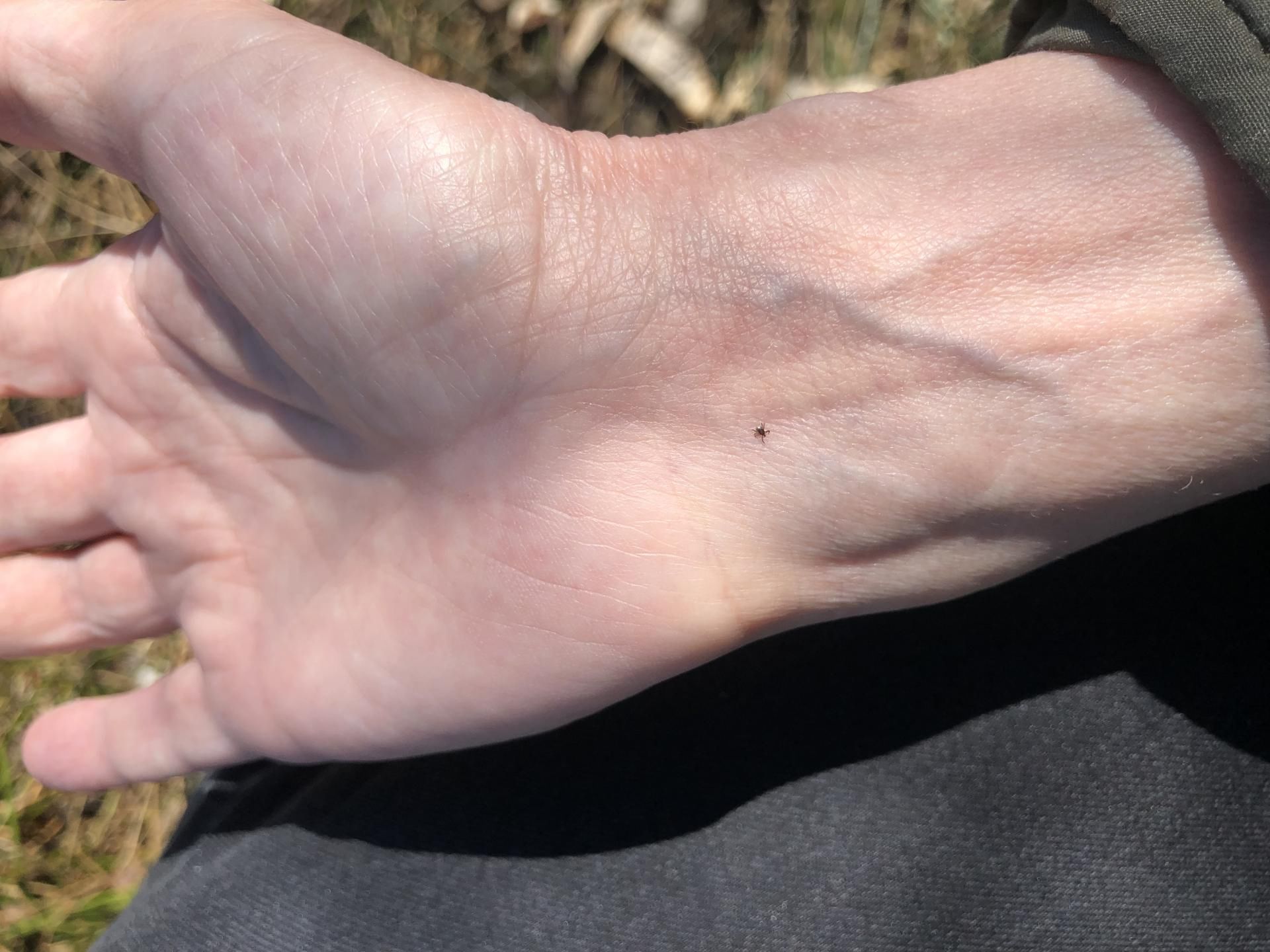 Coraz więcej kleszczy i przypadków boreliozy