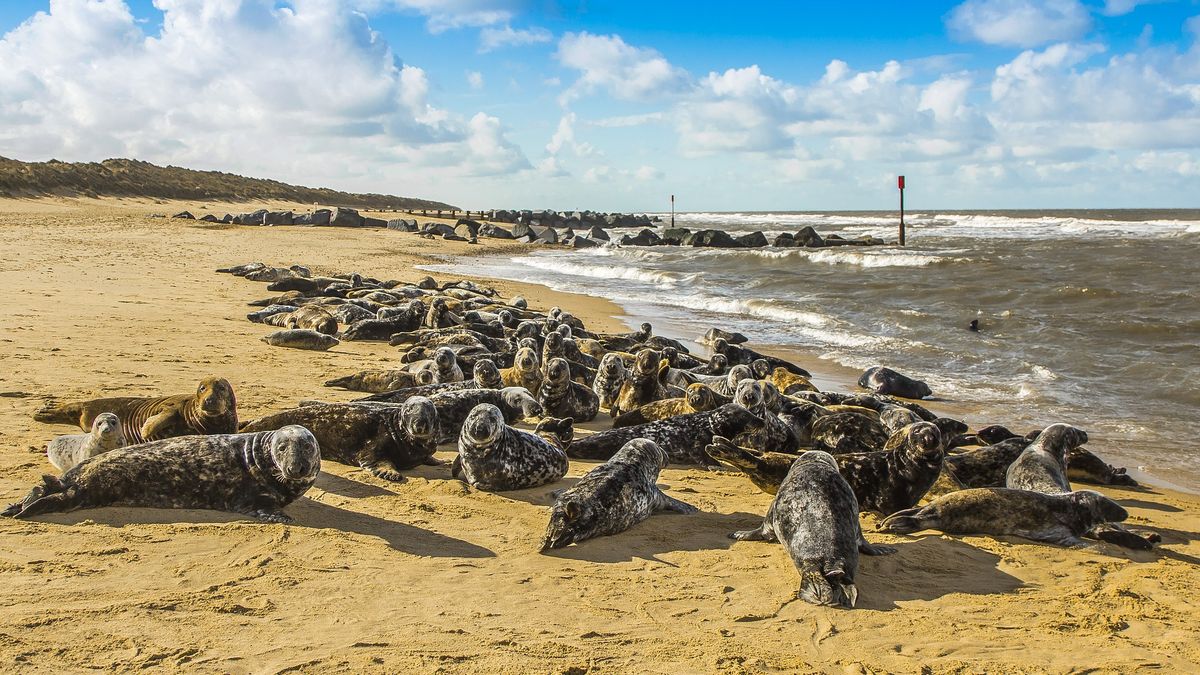 Martwe foki w Bałtyku. Morze wyrzuciło ich aż 44