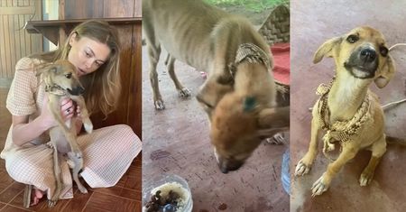 Joanna Opozda ratuje psy na Madagaskarze: "Są oddane i wierne, a to RZADKO SPOTYKANE u ludzi"