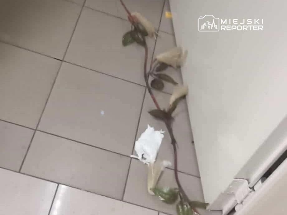 Na podłodze widać fragment rośliny z liśćmi oraz kilka kawałków papieru, leżących obok ściany.
