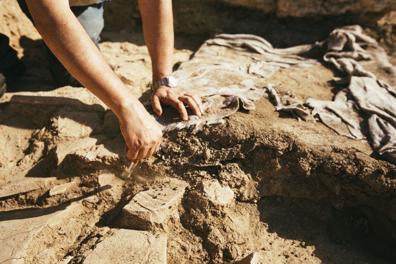 New dinosaur species discovered! Lokiceratops surprises with massive horns