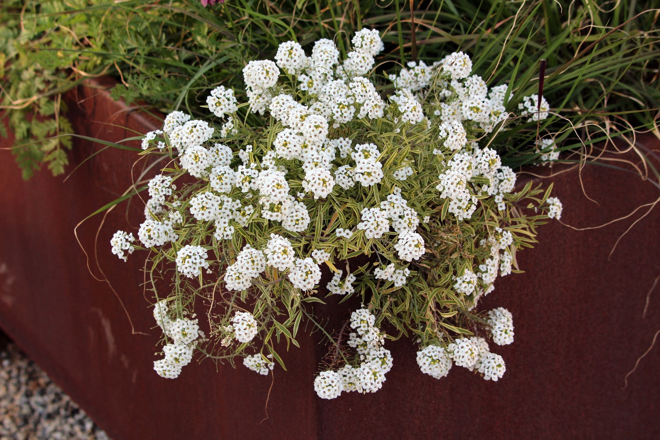 Sweet alyssum Lobularia maritima white flowers in planterSweet alyssum Lobularia maritima, also called alyssum and carpet flower, forms dense clusters of tiny white blossoms spilling over a rusty metal planter with green foliagehecos255dense cluster, small flowers, fresh, green foliage, white flowers, garden plant, lush, soft petals, carpet flower, outdoor, annual, blooming, detail, ornamental, soft, lobularia maritima, border, ground cover, trailing, sweet alyssum, foliage, floral, cottage garden, compact, planter, flower cluster, tiny blossoms, fragrant, spillover, background, landscaping