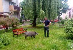 Legnica. Dzik jest zły. Zjadł dzieciom pierogi