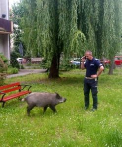 Legnica. Dzik jest zły. Zjadł dzieciom pierogi
