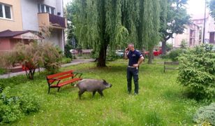 Legnica. Dzik jest zły. Zjadł dzieciom pierogi