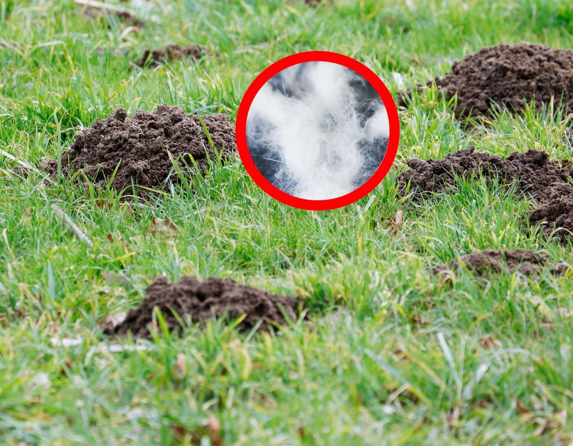 Zgnieć w kulkę i wrzuć do kopca. Krety znikną co do jednego