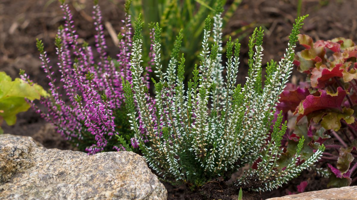 Jak uprawiać wrzosy? 
